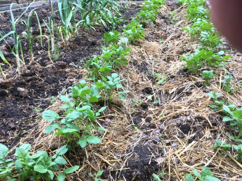 Vroege aardappelplanten, Organische Annabelle knollen, Snelle levering lokale zaadhandelaar, Bescherming tegen aardappelziekte, Maanzaaikalender van Mariah Thun, Jonge aardappeloogst, 